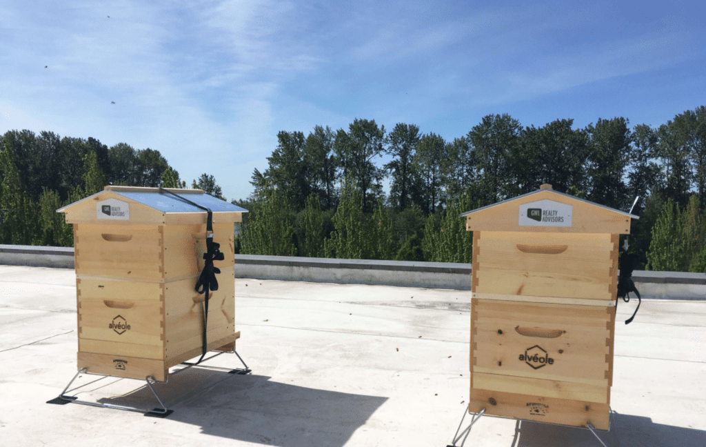 Two bee hives on the roof of an office building.
