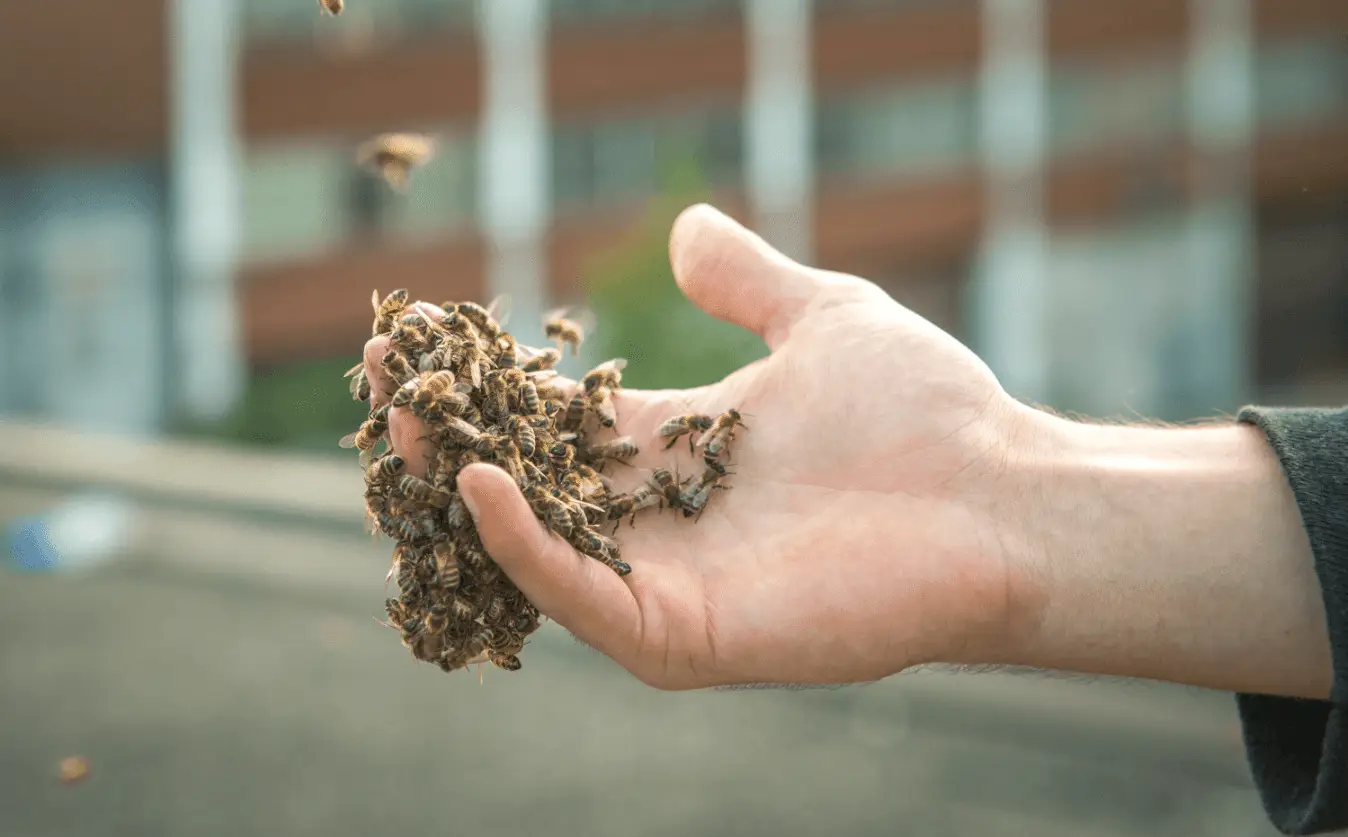 Open hand cupping a cluster of honeybees with a few bees hovering nearby.