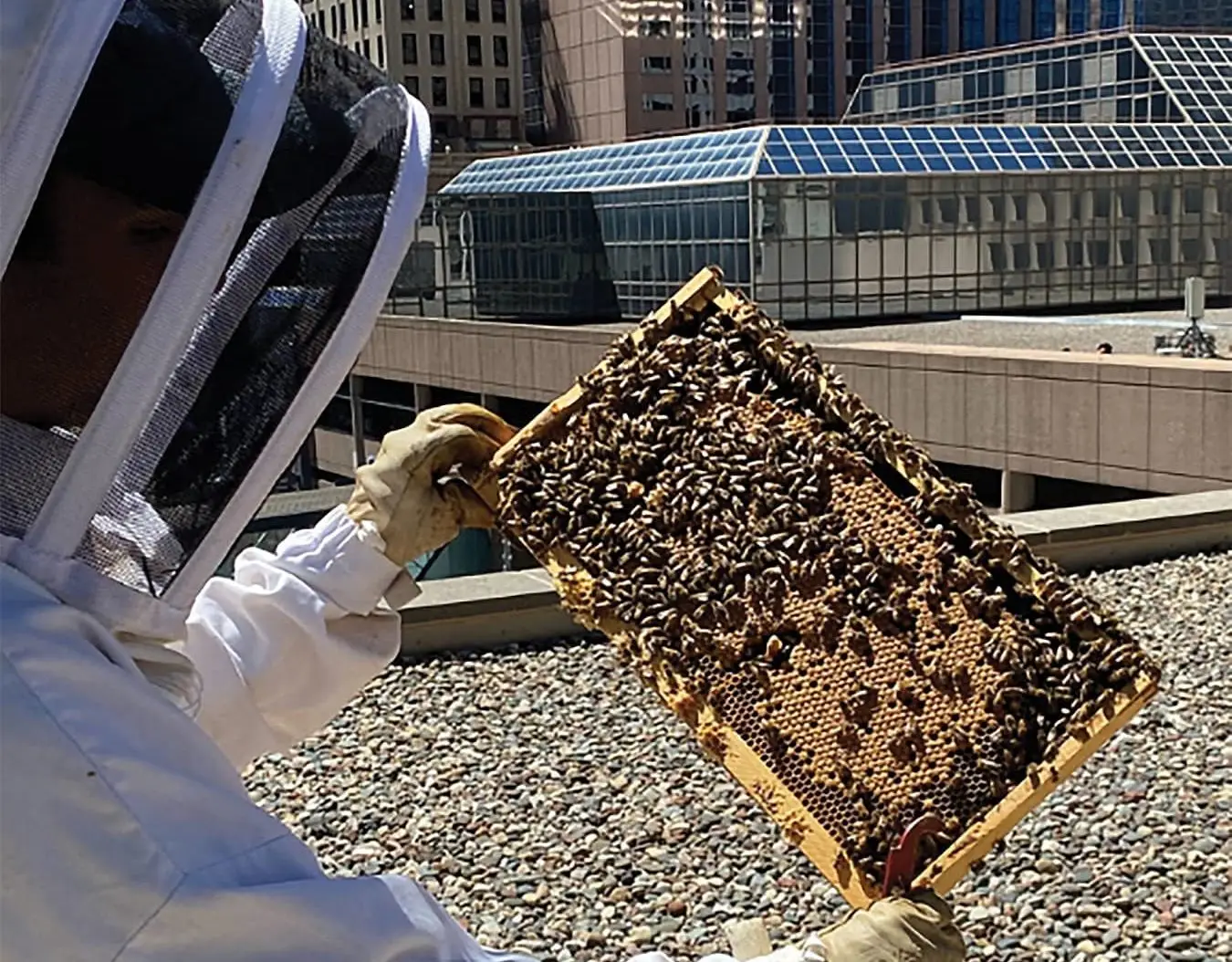 Beekeeper in a white protective suit holds a honeycomb frame covered with bees on a rooftop.