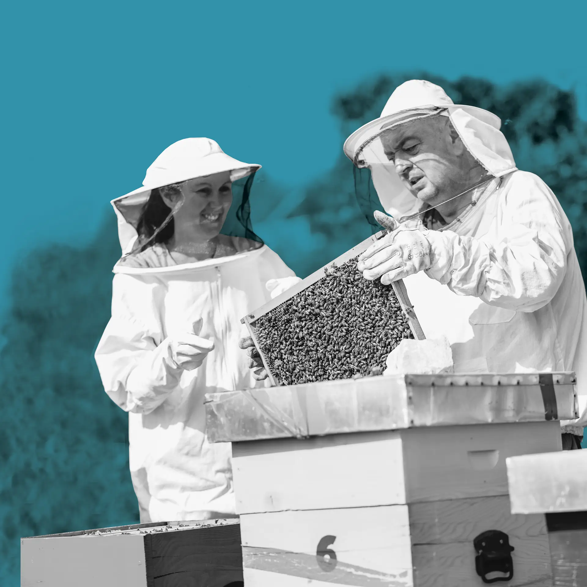 Urban Beekeeping: A Sweet Office Amenity