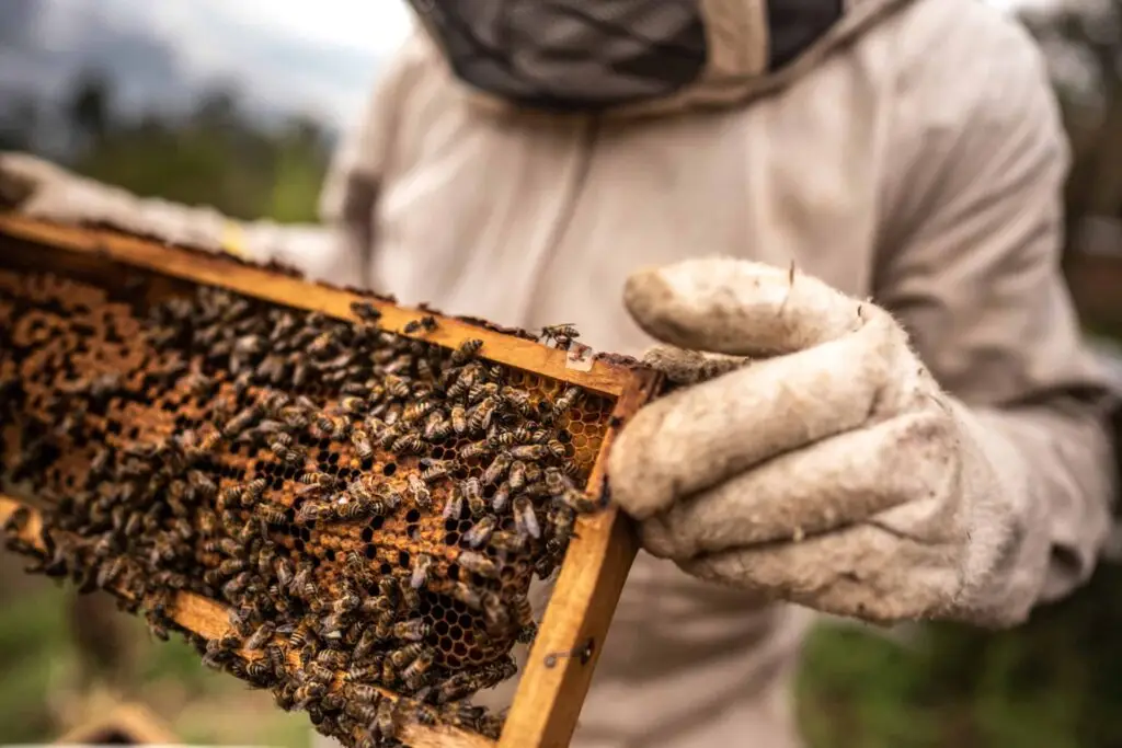 Beekeeper in protective suit holding a honeycomb frame full of bees.